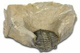 Curled Hollardops Trilobite - Foum Zguid, Morocco #372424-2